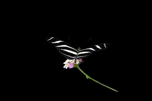 A single, delicate butterfly landing on a wilting flower, symbolizing fleeting beauty and a glimmer of hope amidst fading vitality, perfect for showcasing internal fragility.