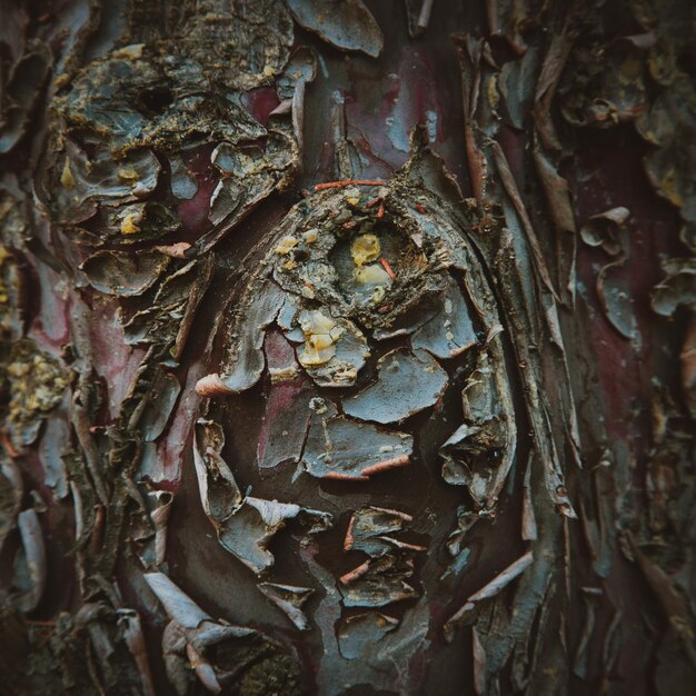 A close-up shot of one of the mysterious symbols carved into a tree in the wilderness of Yellowjackets. The symbol should be partially obscured by snow and ice, emphasizing its age and the harshness of the environment.