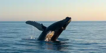 Humpback whale breaching from ocean at sunset, representing top nature documentaries.