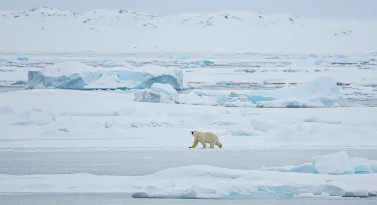 Polar bear on snowy Arctic landscape, symbolizing climate change in documentaries.